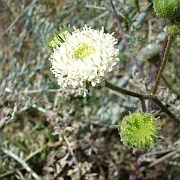 chaenactis artemisiifolia